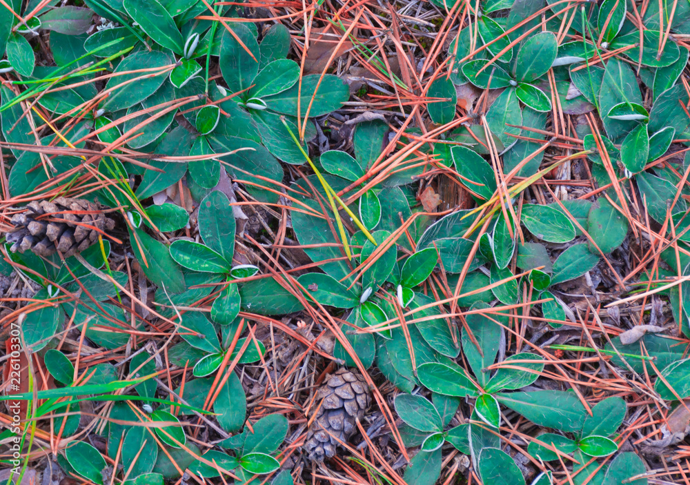 Background / Texture of leaves and needles on the forest ground Background / Texture of leaves and needles on the forest ground