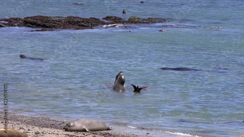 Northern Elephant Seals (Mirounga angustirostris) in the Ano Nuevo State Park in Califonia, USA photo