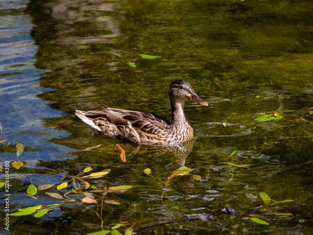 Obraz premium Beautiful female duck swimming in a lake