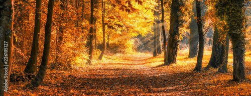 Wald Panorama im goldenen Herbst photo