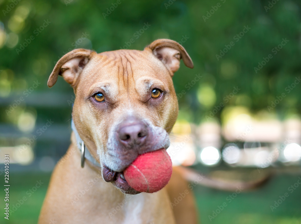A Pit Bull Terrier mixed breed dog holding a red ball in its mouth Stock  Photo | Adobe Stock