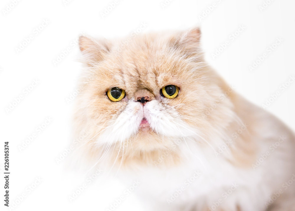 A tan and white Persian cat with yellow eyes