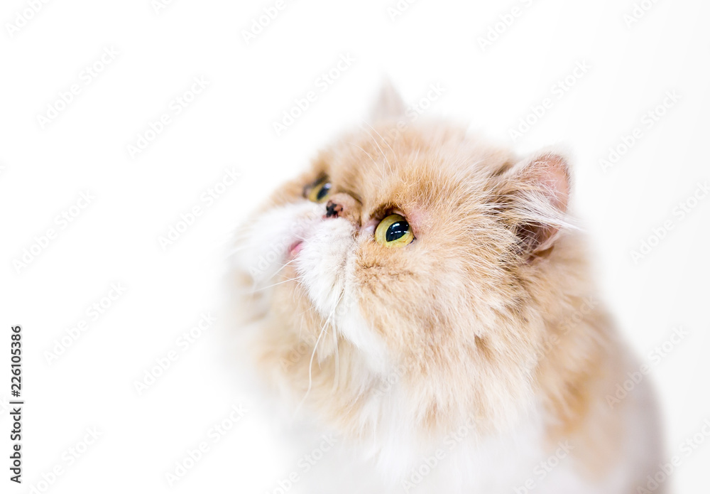 A tan and white Persian cat with yellow eyes gazing upward