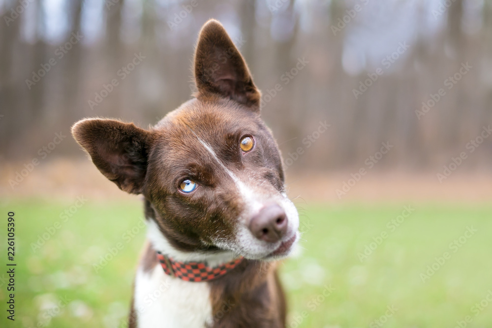 A Brown And White Alaskan Husky Mixed Breed Dog With Heterochromia One Blue Eye And One Brown Eye Fotografiya Stock Adobe Stock A Brown And White Alaskan Husky Mixed Breed Dog With Heterochromia One Blue Eye And One Brown Eye Fotografiya Stock Adobe Stock