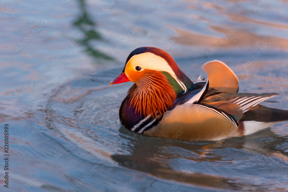 very colorful mandarin duck elegant and beautiful very colorful mandarin duck elegant and beautiful