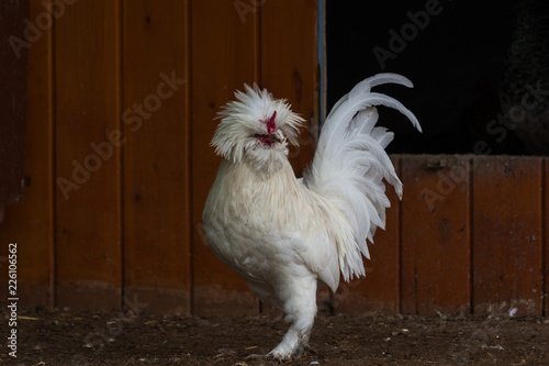 Foto sultan rooster and chickens is a very beautiful species with its snow-white hair