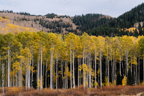 Aspen Grove with Yellow Leaves in Fall in Utah Mountains