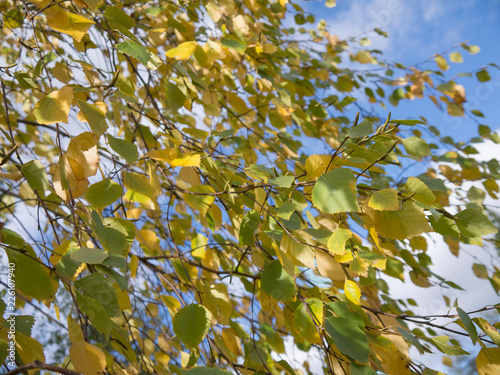 Foto yellowed birch leaves against a bright blue sky, abstract autumn background