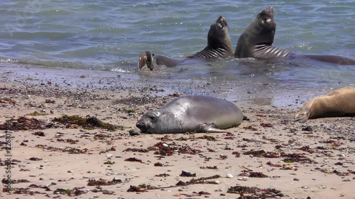 Northern Elephant Seals (Mirounga angustirostris) in the Ano Nuevo State Park in Califonia, USA photo