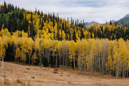 Aspen Grove with Yellow Leaves in Fall in Utah Mountains