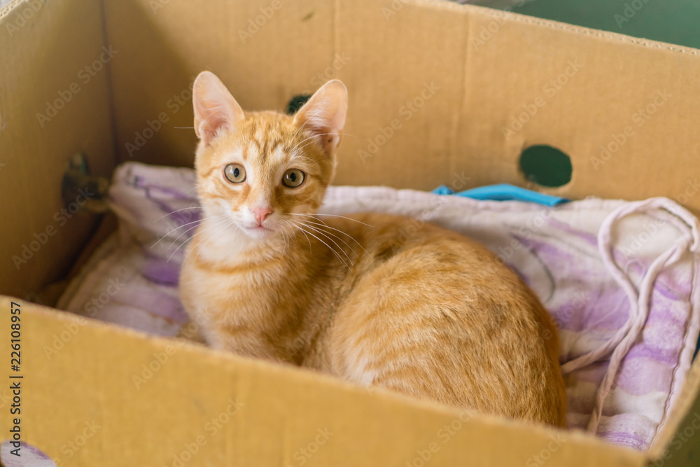 Young orange cat lay in box on yellow pillow Young orange cat lay in box on yellow pillow