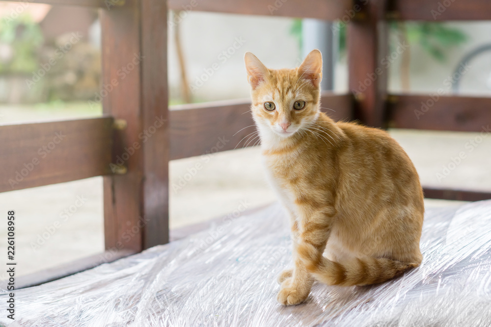 A young orange cat sits on a plastic foil on the terrace A young orange cat sits on a plastic foil on the terrace