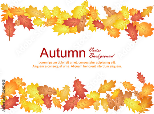 Oak leaf vector frame, horizontal borders illustration with white background. Autumn foliage, seasonal vector. Red, yellow, orange and brown dry oak tree leaves botanical background illustration.