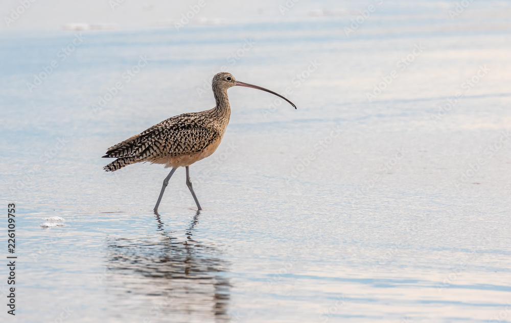 Long-billed curlew at Moss Beach State Park, Moss Beach, California Long-billed curlew at Moss Beach State Park, Moss Beach, California