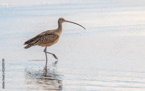 Long-billed curlew at Moss Beach State Park, Moss Beach, California photo