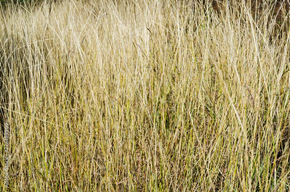 Dry grass on a sunny day background texture Dry grass on a sunny day background texture