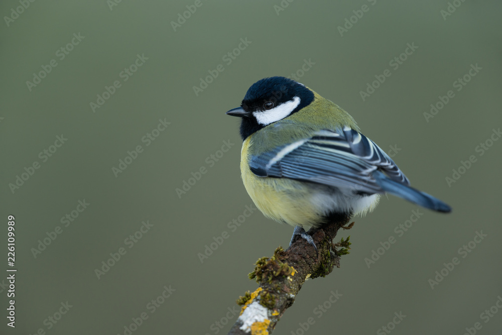 Obraz premium Bogatka, Parus major