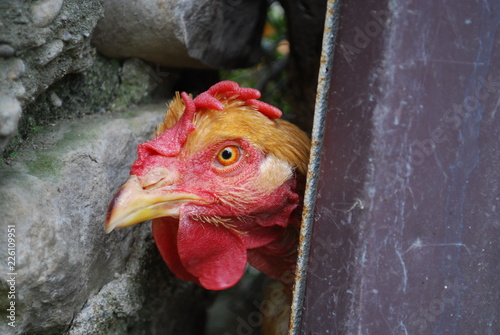 Poulet aux yeux flamboyants  photo