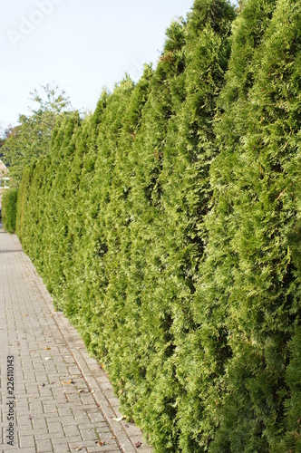Hecke, Thuja brabant,lebensbaum thuja, thuja occidentalis,lebensbaum brabrant,thuja hecke,thuja smaragt,immergrün,linguster,kirschlorbeer,