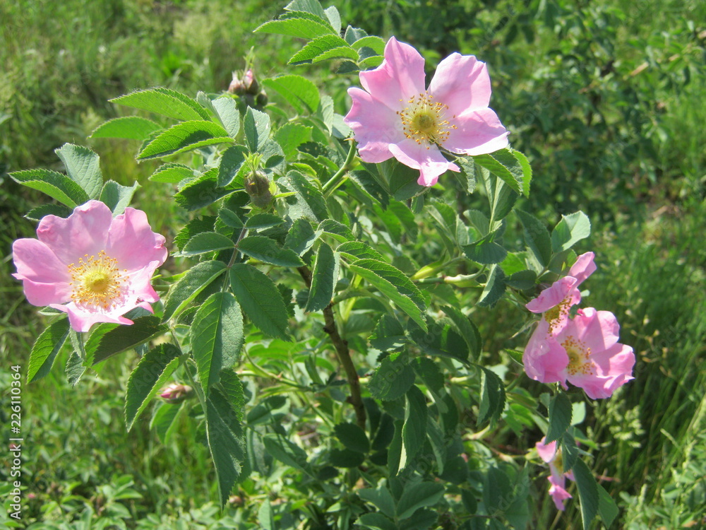 pink flowers in the garden pink flowers in the garden