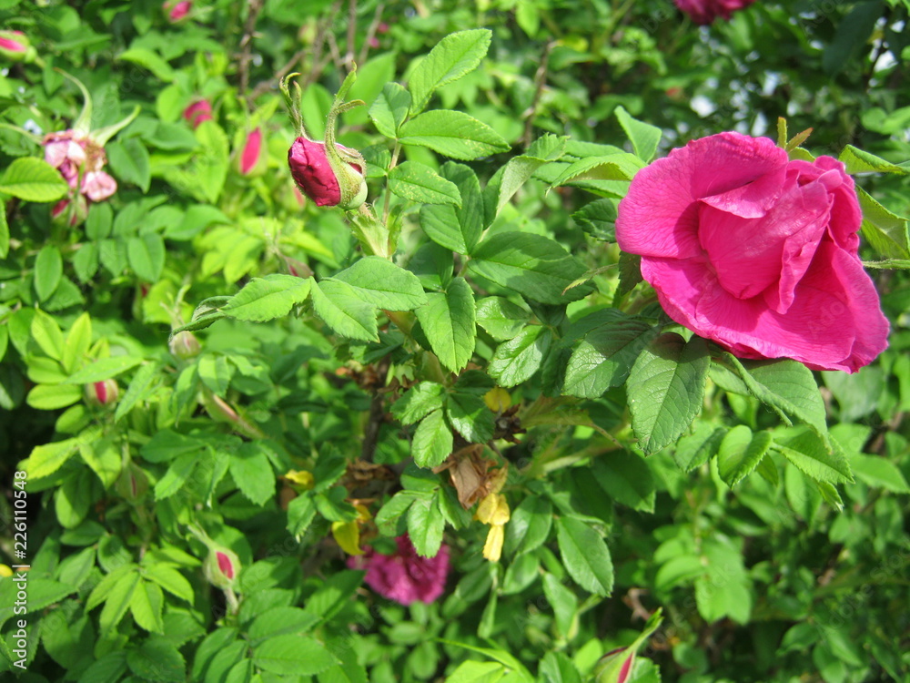 pink rose in the garden