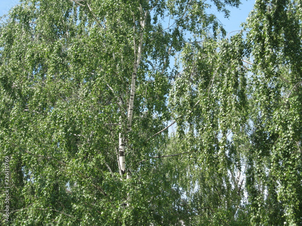 Fototapeta premium tree in the forest