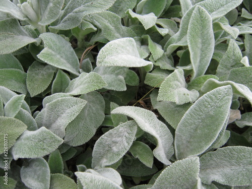 green leaves in water