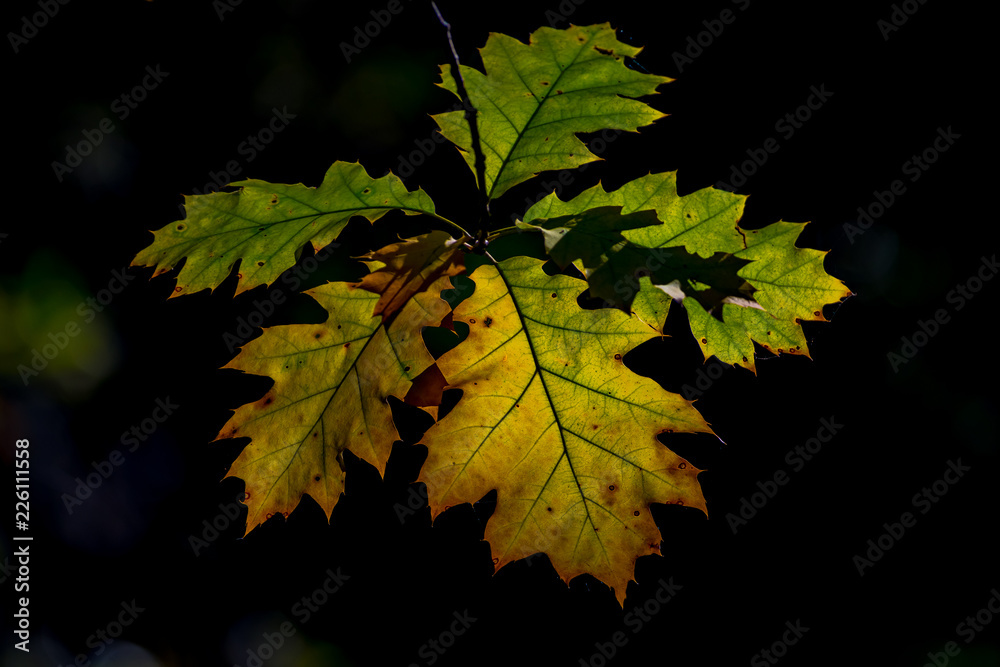maple leaves on black background maple leaves on black background