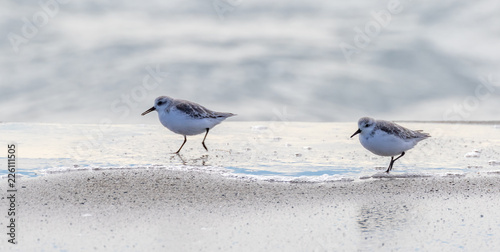 Sanderlings in water on sand beach at Moss Landing State Beach, Moss Landing, California