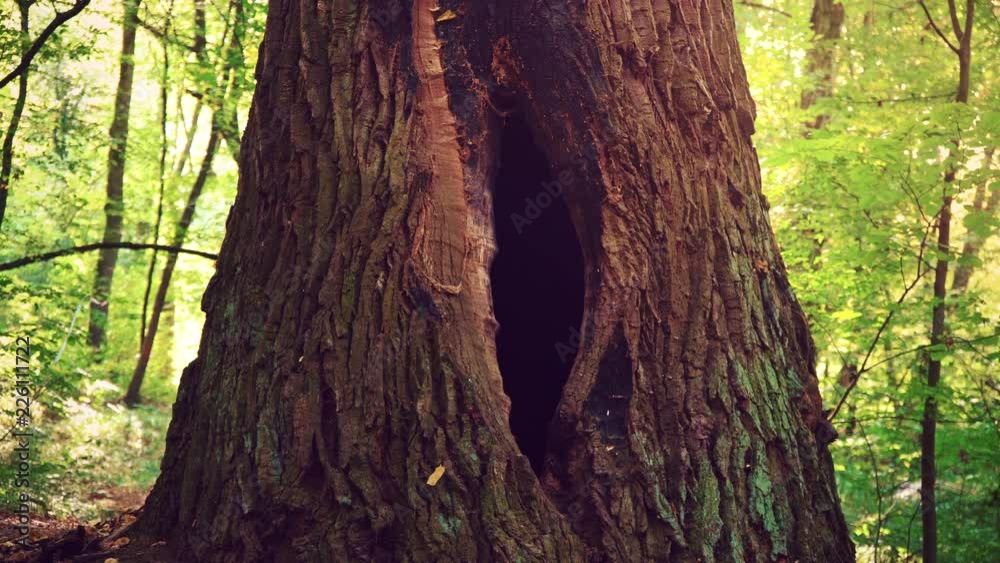 A hole in the tree in the shape of a female reproductive organ. A big hollow in the trunk of a tree in the middle of a green forest. A hollow of birds in an old tree A hole in the tree in the shape of a female reproductive organ. A big hollow in the trunk of a tree in the middle of a green forest. A hollow of birds in an old tree