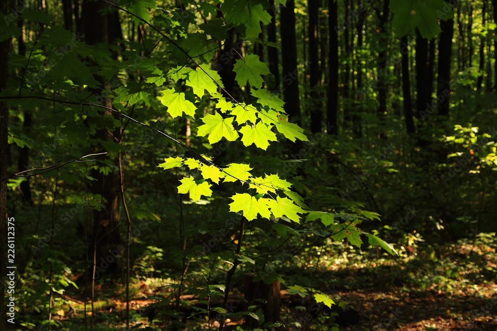 Fototapeta premium Maple leaves in the sunlight.