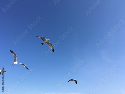 Gulls in the Bosphorus Strait