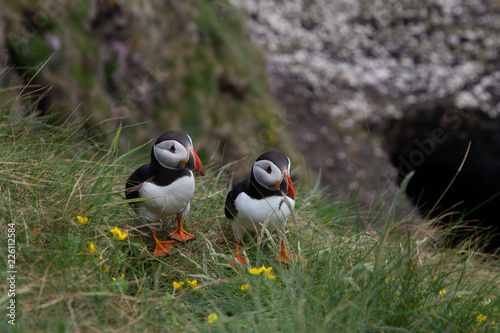 puffins in the grass
