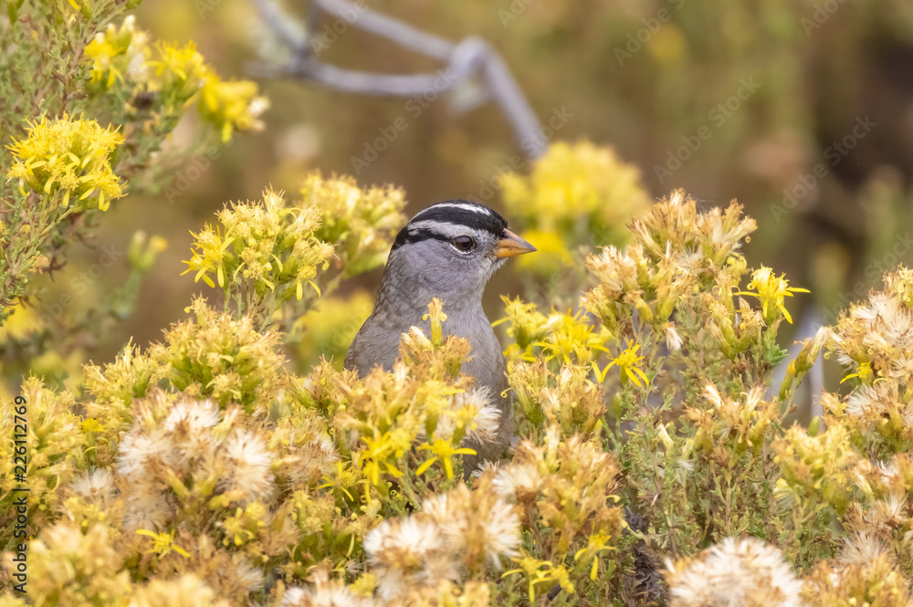 Obraz premium White-crowned sparrow in yellow flowers at Point Lobos State Reserve, Carmel, California