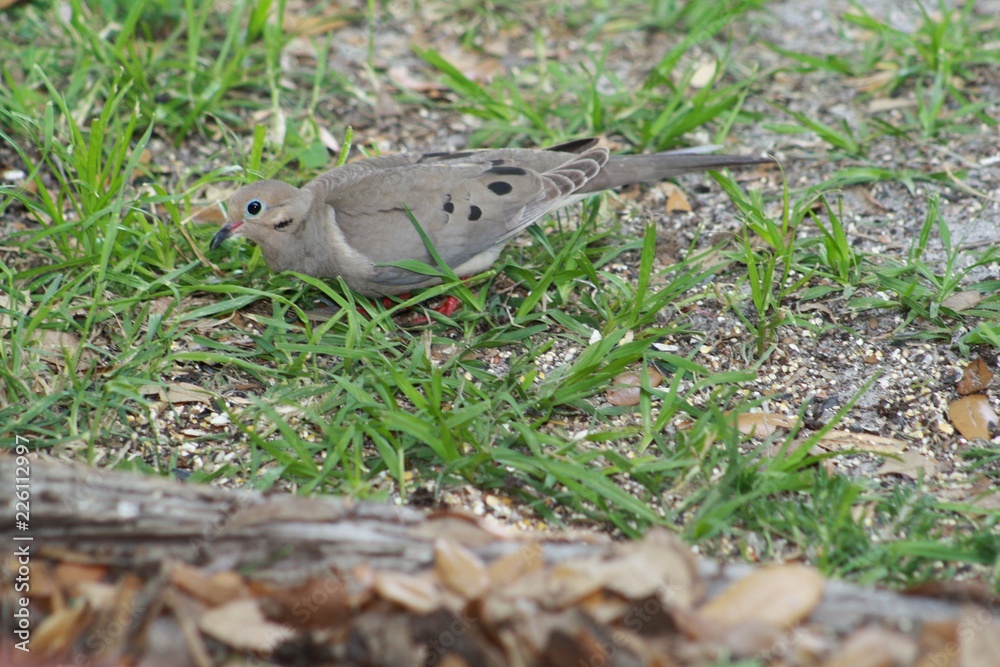 Mourning Dove, bird, nature, wildlife, gray, black, green Mourning Dove, bird, nature, wildlife, gray, black, green