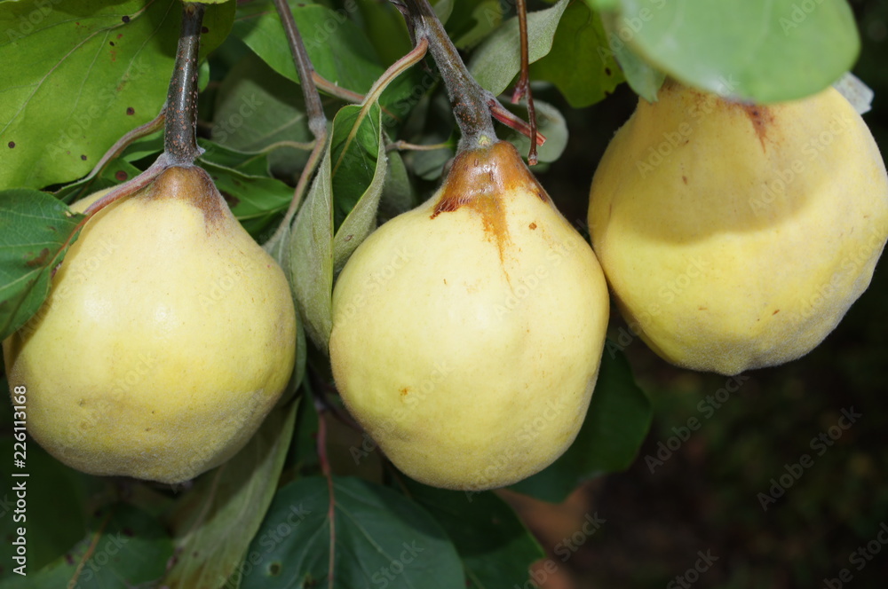 Quitte,cydonia oblonga,obst,essen,quitte,stockfoto,birne,apfel