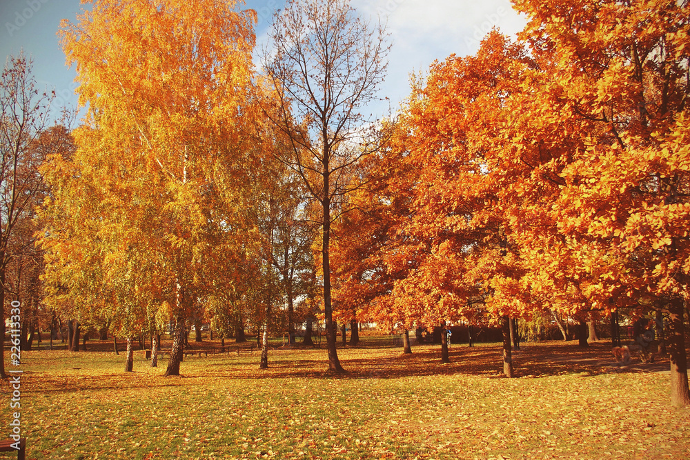  golden autumn landscape full of fallen leaves in the park