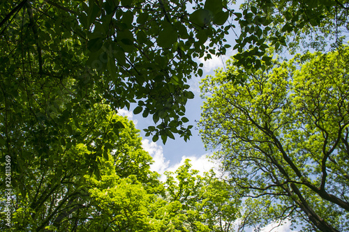 Treetops framing the sunny blue sky 