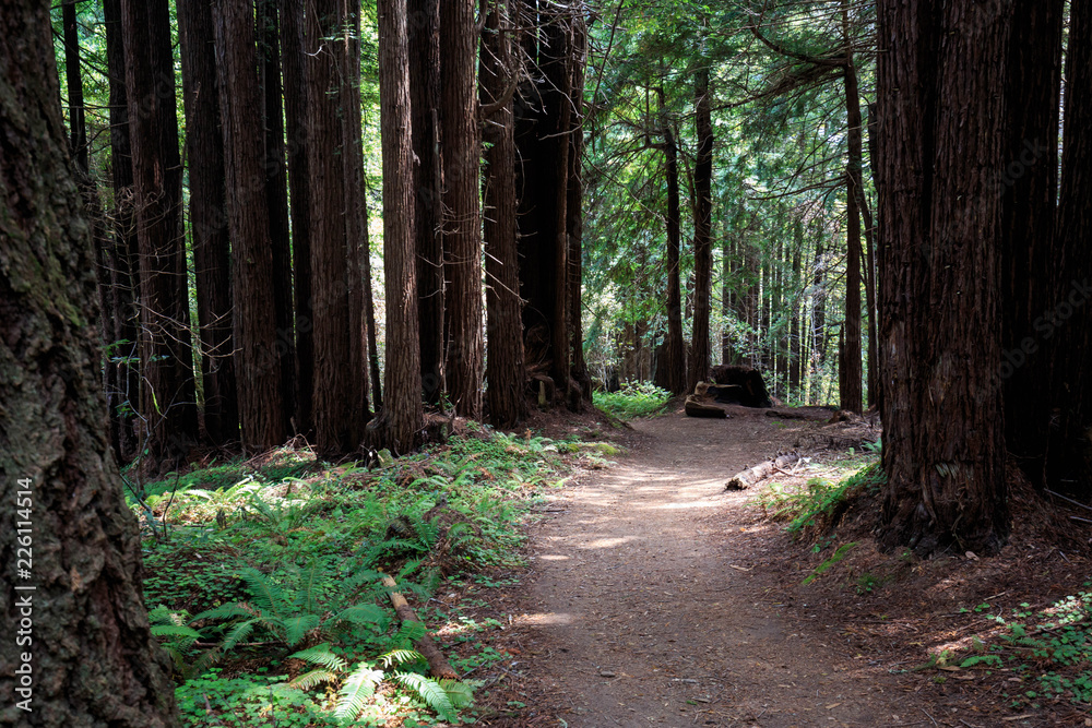 Obraz premium Wide dirt path through redwood trees