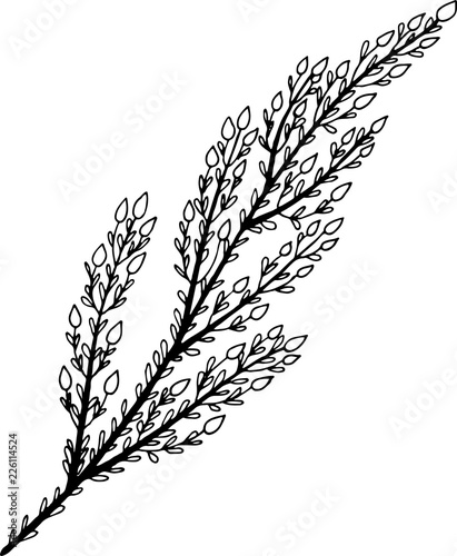Heather branch - ink graphic artwork. Vector illustration