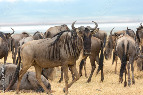 Photography Wild Beasts