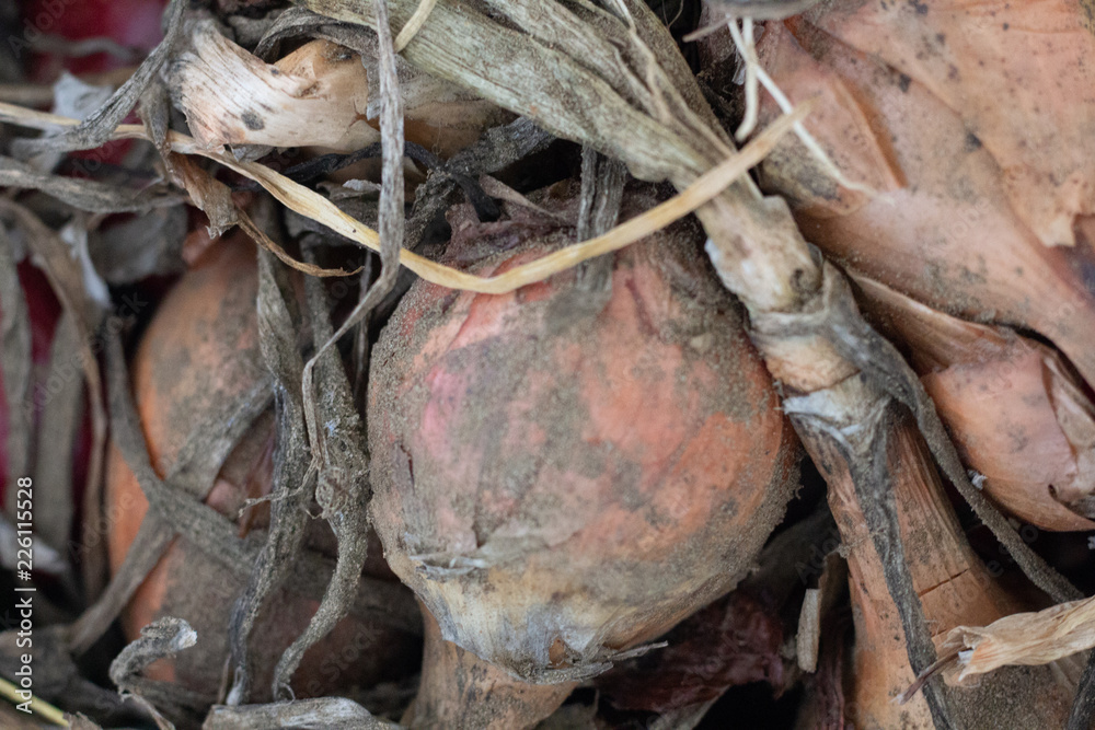 A pile of dirty fresh dug up yellow onions.