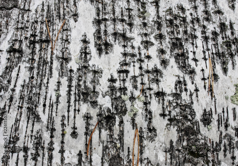 Obraz premium Black-white striped and cracked natural texture of russian birch bark