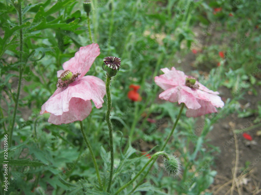 pink flower in the garden