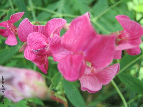 pink flower in the garden