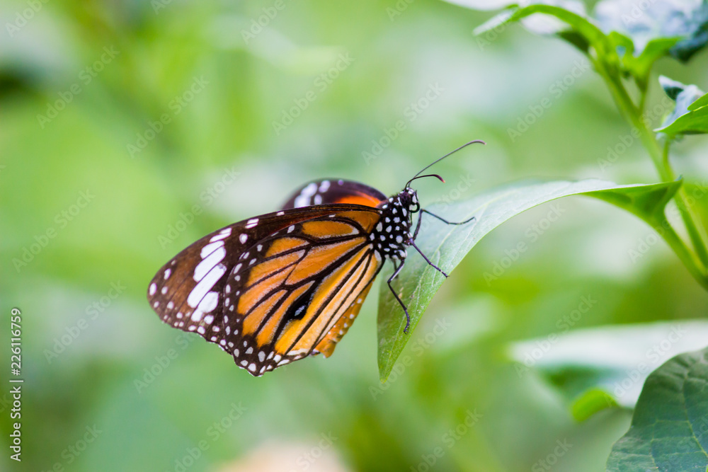 The Plain Tiger butterfly sitting on the flower plant with a nice soft background The Plain Tiger butterfly sitting on the flower plant with a nice soft background