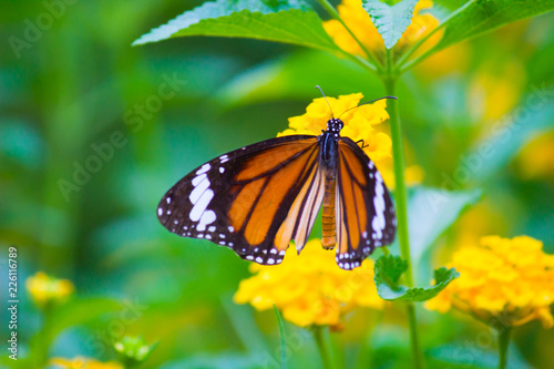 Monarch butterfly sitting on the flower plant with a nice soft background in its natural habitat