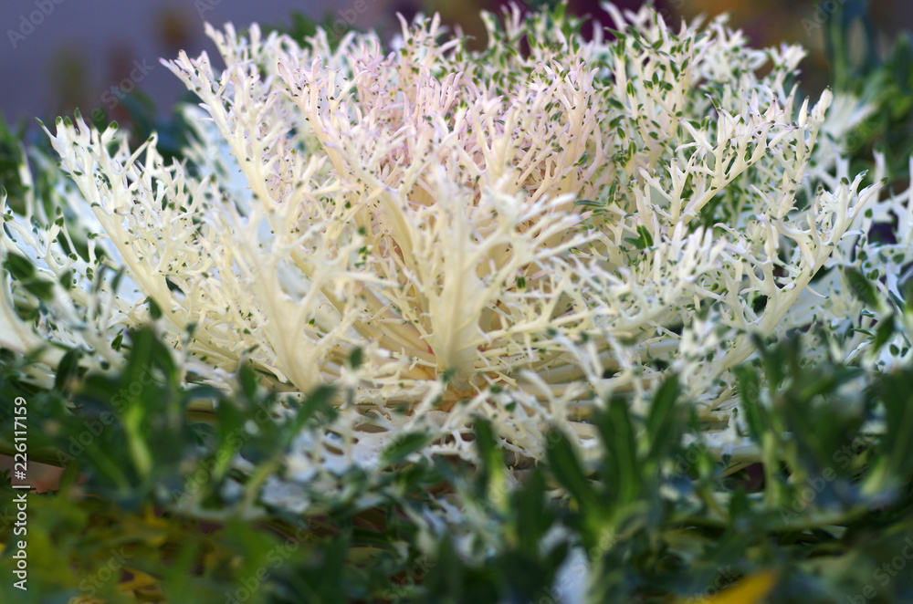 cabbage cabbage