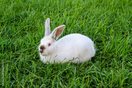 White rabbit in spring green grass background