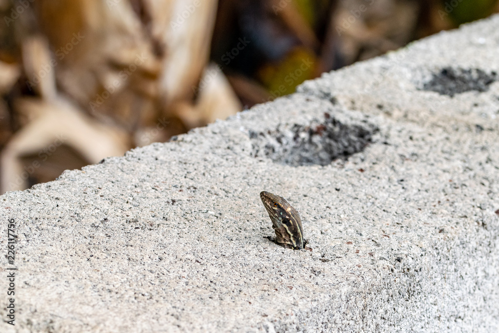 Wall lizard looking up through hole in the rock, La Palma, Canaries Wall lizard looking up through hole in the rock, La Palma, Canaries